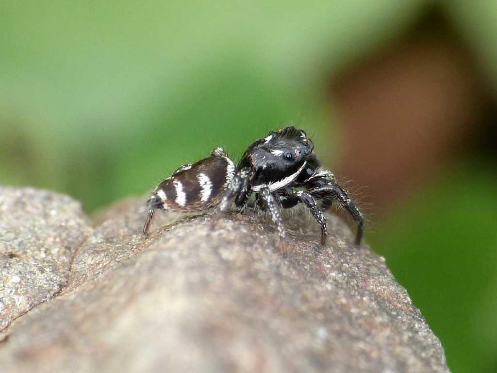 Salticus sp. - Tolfa (RM)